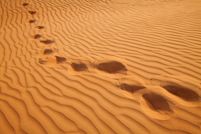 Desert Safari Dubai